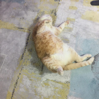 Laperm, Kedi  Salem fotoğrafı