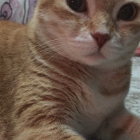 Laperm, Kedi  Salem fotoğrafı