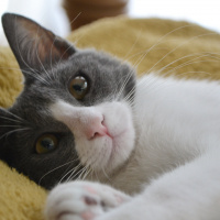 Tuxedo (Smokin) Kedi, Kedi  Juliet fotoğrafı
