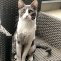 Tuxedo (Smokin) Kedi, Kedi  Juliet fotoğrafı