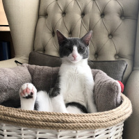 Tuxedo (Smokin) Kedi, Kedi  Juliet fotoğrafı