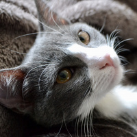 Tuxedo (Smokin) Kedi, Kedi  Juliet fotoğrafı