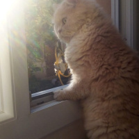 İran Kedisi (Persian), Kedi  Badem fotoğrafı
