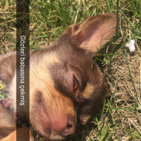 Chihuahua, Köpek  Coffee fotoğrafı