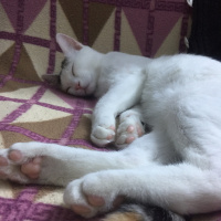 Sarman, Kedi  Mary Jane fotoğrafı