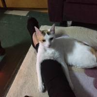 Sarman, Kedi  Mary Jane fotoğrafı