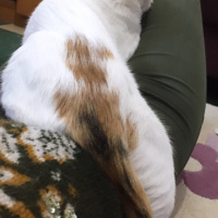 Sarman, Kedi  Mary Jane fotoğrafı