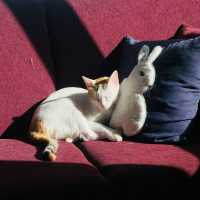 Sarman, Kedi  Mary Jane fotoğrafı