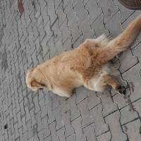 Golden Retriever, Köpek  Safari fotoğrafı