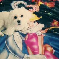 Maltese, Köpek  Lily fotoğrafı