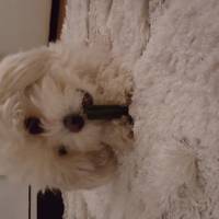Maltese, Köpek  Lily fotoğrafı