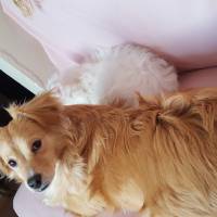 Maltese, Köpek  Lily fotoğrafı