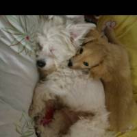 Maltese, Köpek  Lily fotoğrafı