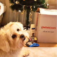 Maltese, Köpek  Lily fotoğrafı