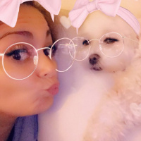 Maltese, Köpek  Lily fotoğrafı