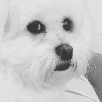 Maltese, Köpek  Lily fotoğrafı