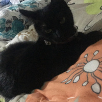 Tekir Kedi, Kedi  Hera fotoğrafı