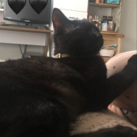 Tekir Kedi, Kedi  Hera fotoğrafı