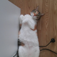 Tekir Kedi, Kedi  Çimen fotoğrafı