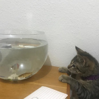 Tekir Kedi, Kedi  Shiraz fotoğrafı