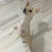 Chihuahua, Köpek  jolly fotoğrafı