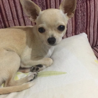Chihuahua, Köpek  jolly fotoğrafı
