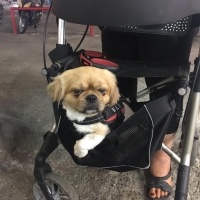 Pekingese, Köpek  Oskar fotoğrafı
