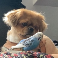 Pekingese, Köpek  Oskar fotoğrafı