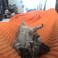 Tekir Kedi, Kedi  Bıdık fotoğrafı