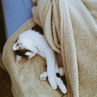 Tekir Kedi, Kedi  Badem fotoğrafı