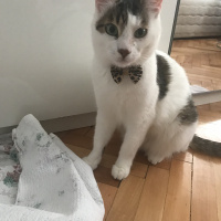 Tekir Kedi, Kedi  Badem fotoğrafı