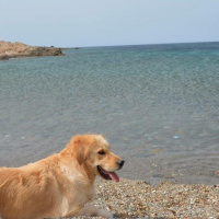 Golden Retriever, Köpek  Marley fotoğrafı