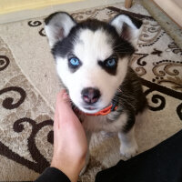 Sibirya Kurdu (Husky), Köpek  Maya fotoğrafı