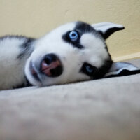 Sibirya Kurdu (Husky), Köpek  Maya fotoğrafı