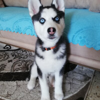 Sibirya Kurdu (Husky), Köpek  Maya fotoğrafı