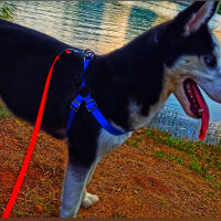 Sibirya Kurdu (Husky), Köpek  Maya fotoğrafı