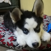 Sibirya Kurdu (Husky), Köpek  Maya fotoğrafı