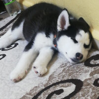 Sibirya Kurdu (Husky), Köpek  Maya fotoğrafı