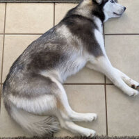 Sibirya Kurdu (Husky), Köpek  Maya fotoğrafı