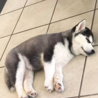 Sibirya Kurdu (Husky), Köpek  Maya fotoğrafı