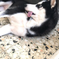 Sibirya Kurdu (Husky), Köpek  Maya fotoğrafı