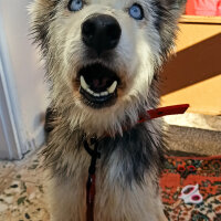 Sibirya Kurdu (Husky), Köpek  Maya fotoğrafı