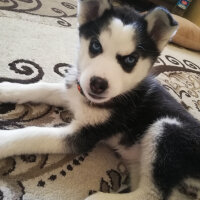 Sibirya Kurdu (Husky), Köpek  Maya fotoğrafı