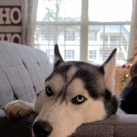 Sibirya Kurdu (Husky), Köpek  Maya fotoğrafı