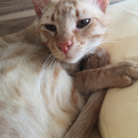 Sarman, Kedi  Pıtırcık fotoğrafı