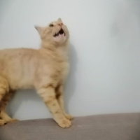 Sarman, Kedi  Pıtırcık fotoğrafı