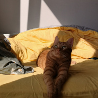 Sarman, Kedi  Pıtırcık fotoğrafı