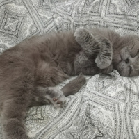 Scottish Fold, Kedi  Leo fotoğrafı