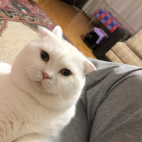 Scottish Fold, Kedi  Kaymak fotoğrafı