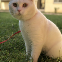 Scottish Fold, Kedi  Kaymak fotoğrafı